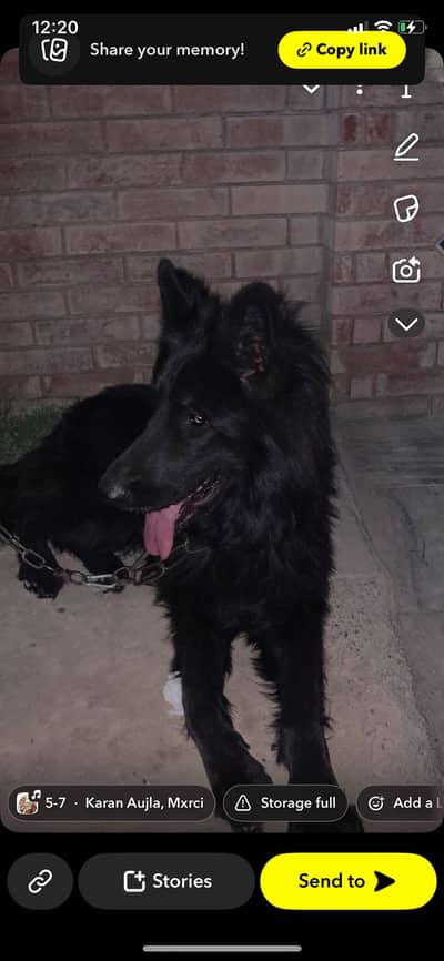 BLACK GERMAN SHEPHERD LONG COAT