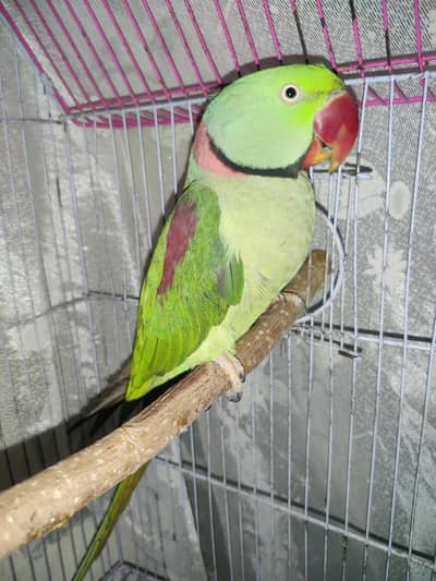 rapata bolane wala Allah quality