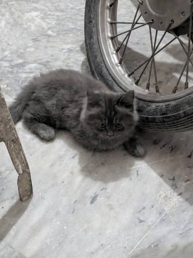 cute kittens for sale _healthy & playful