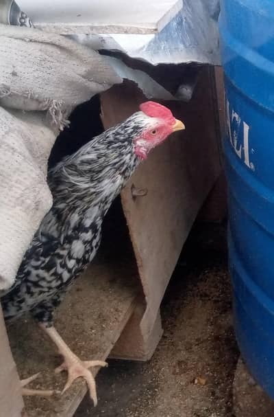 Aseel top quality pair