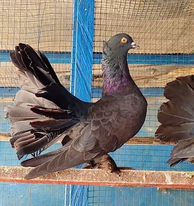 2 pair Singaporean black laka kabooter pigeon / fancy kabooter