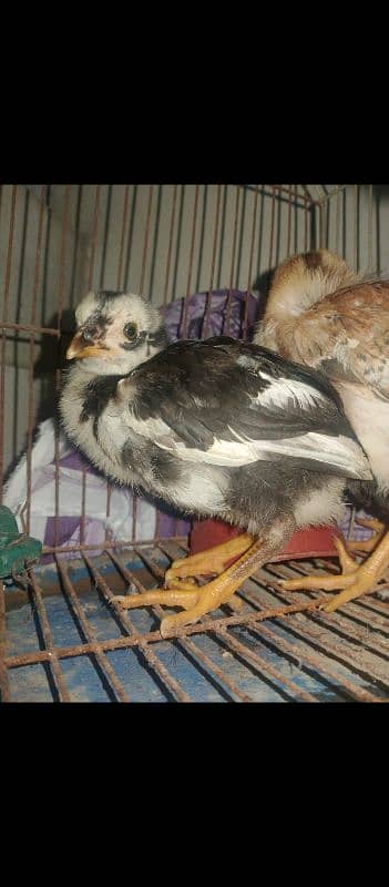 Pure aseel chicks pair