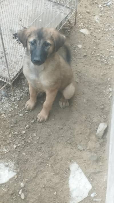 arjant sell 03137160725