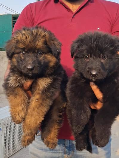 German Shepherd | Black n tan German Shepherd | gsd dog / puppy