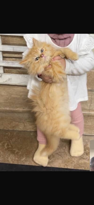 Male Persian cat for sale