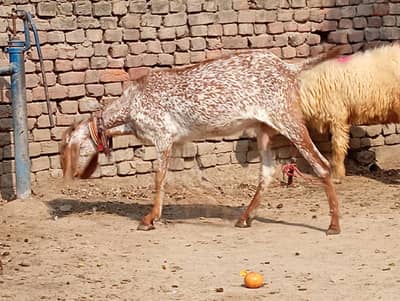 Pure makhi cheni bakri