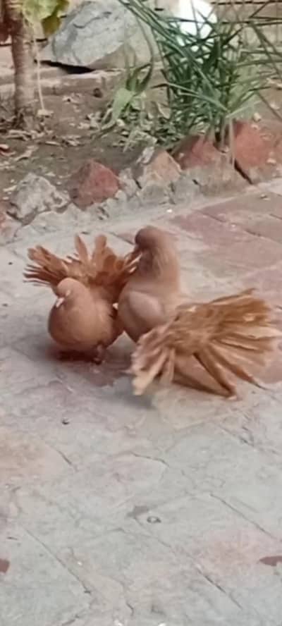 yellow laky baridr pair for sale