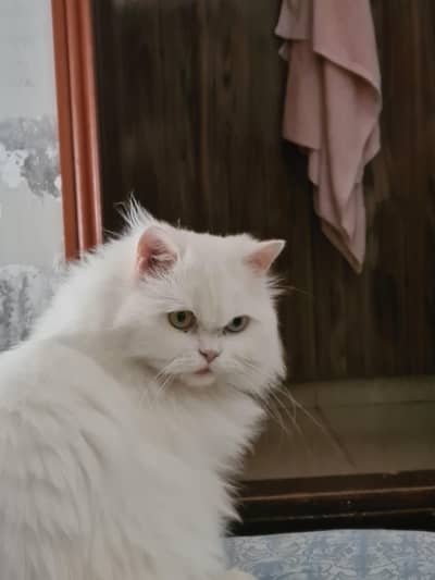 persian cat
