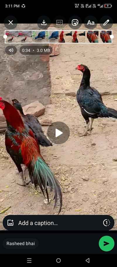 Aseel chicks for sale