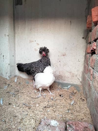 coco polish and white polish pair 3 months age