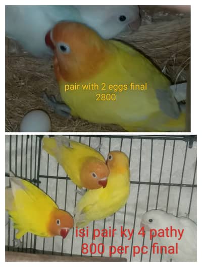 love birds with chicks and eggs pathy