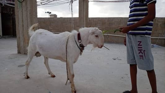 Masha Allah Healthy and Active 4 Dant Goat