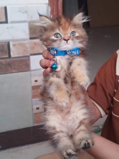 punch face triple coated kitten