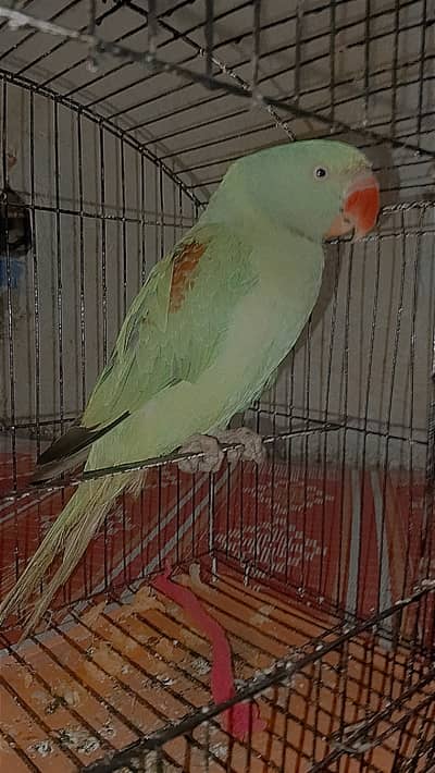 Row parrot male