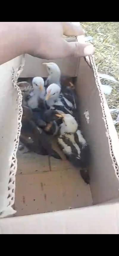 Aseel chicks