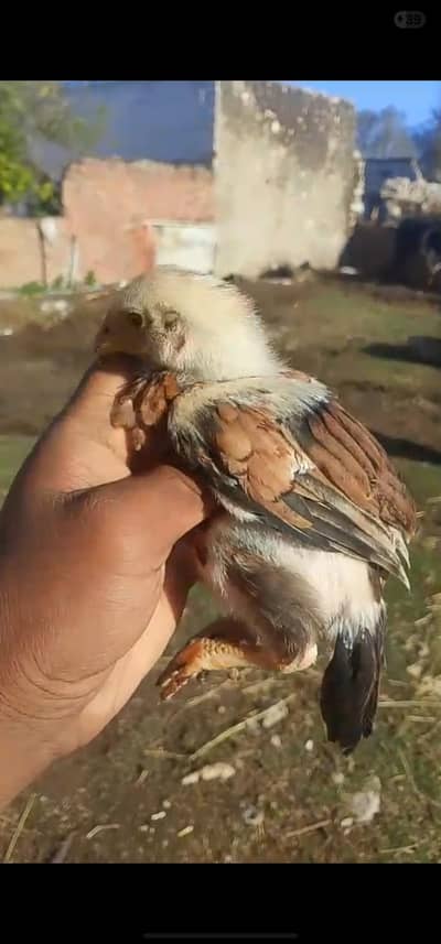 Aseel chicks