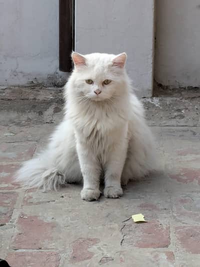 persian double coat cats