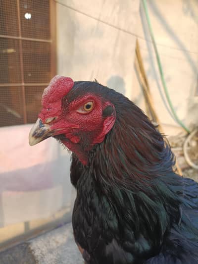 Pure Thai Vait Patha  burmi Pakoya Thai Aseel Bennet panus