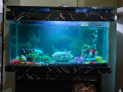 Aquarium with fishes in New condition