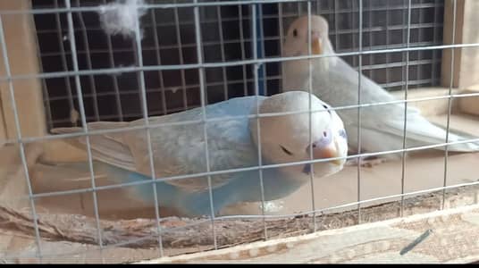 opline clearwing pair