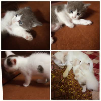 semi Persian cat with 4 kittens