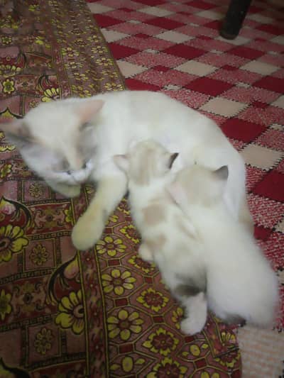 semi Persian cat with 4 kittens