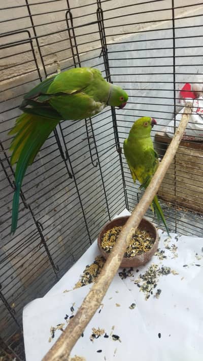 Breeder Pair Ready to next Cluch For Sale