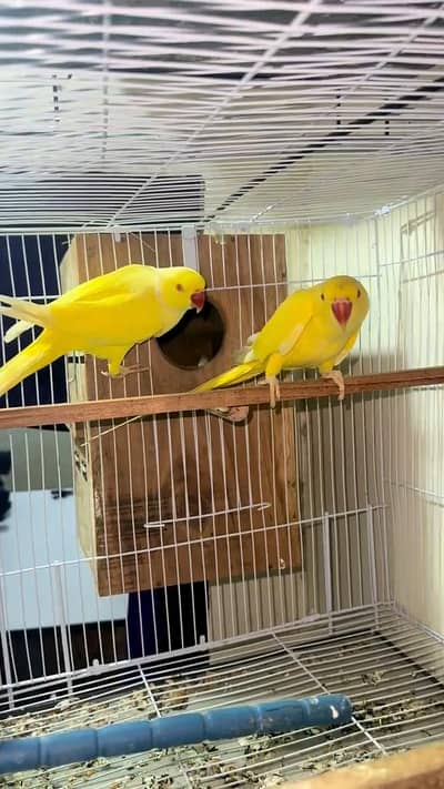 yellow ringneck parrot pair