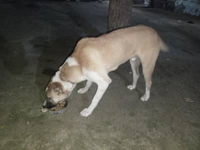 available for sale / 03179504283