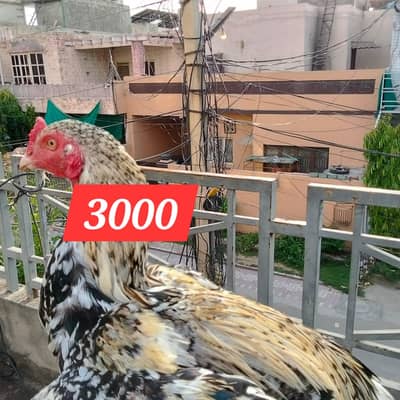 4 hens 2 misri hens egg laying kr rhi ha price km hojaye ga
