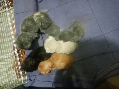 Persians kitten sale