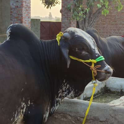 Qurbani Bulls