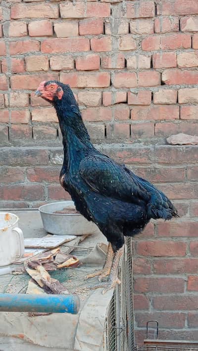 TOP QUALITY OH SHAMO CHICKS and EGGS AVAILABLE FOR SALE