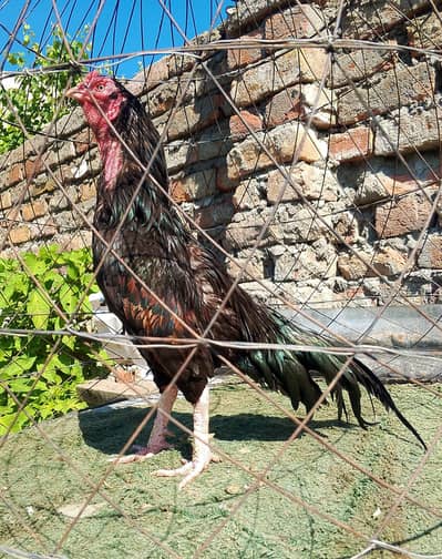 ASEEL PATHA MUSHKA PATHA ASEEL  LASANI MUSHKA MURGA