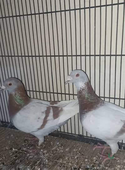 Pigeons 0312 5925861