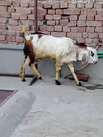 BAKRA