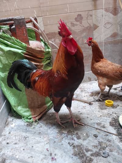 Desi Hens for Sale