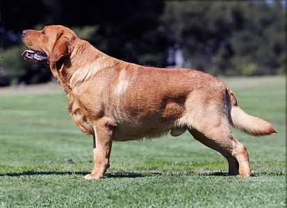 British Apple Head lab exchange with GSD female