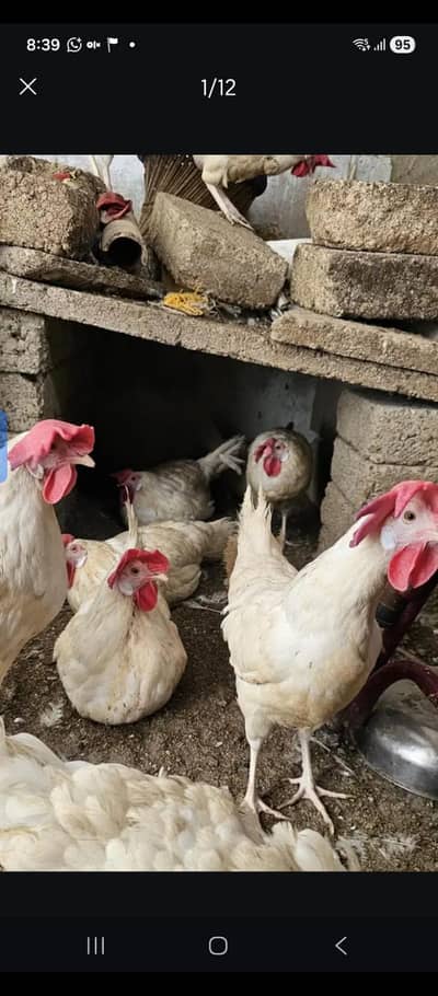 LSL ultra White layer