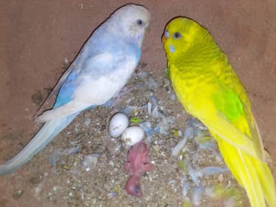 under size ke split call num 03193569 576 WhatsApp num 03141114159