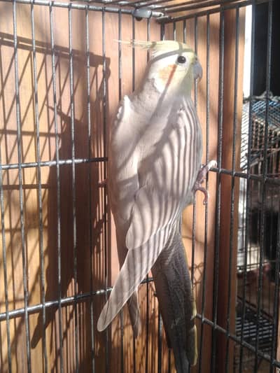 fawn cocktail female