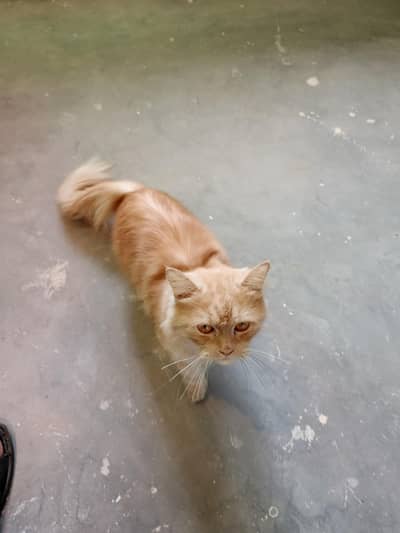 Persian female kitten