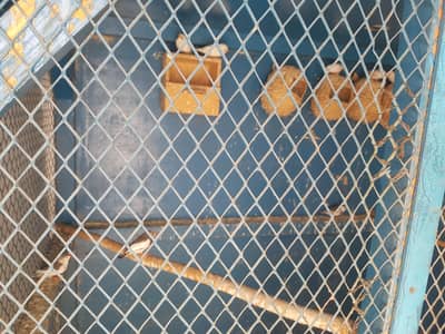 wood cage and  finch pairs 5