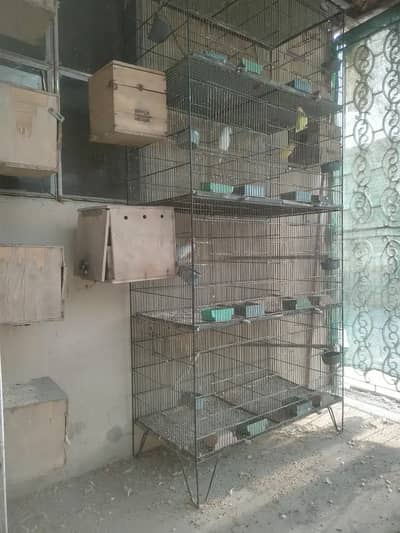 Albino Decino Cremino breeder bonded fertile lovebirds pair for sale