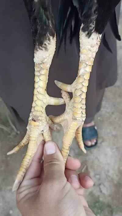 aseel bird main wali