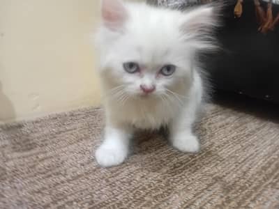 persian kitten