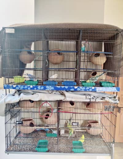 Austrailian Parrots with Cages for Sale