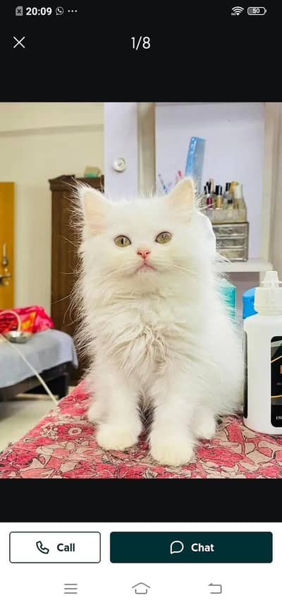 Persian cat for sale male or femalemy WhatsApp number0331=4372=136