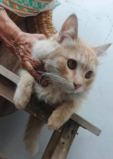 Beautiful Persian cat 