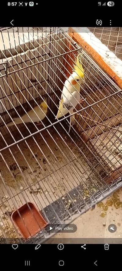 cocktail breeder pair for sale